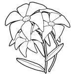 Lily Image
