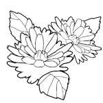 Chrysanthemum Image