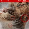 Dogs Hidden Numbers Image